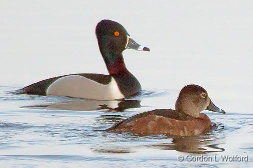 Ring-necked Ducks_24679A.jpg - Ring-necked Ducks (Aythya collaris) photographed along the Rideau Canal Waterway at Kilmarnock, Ontario, Canada.